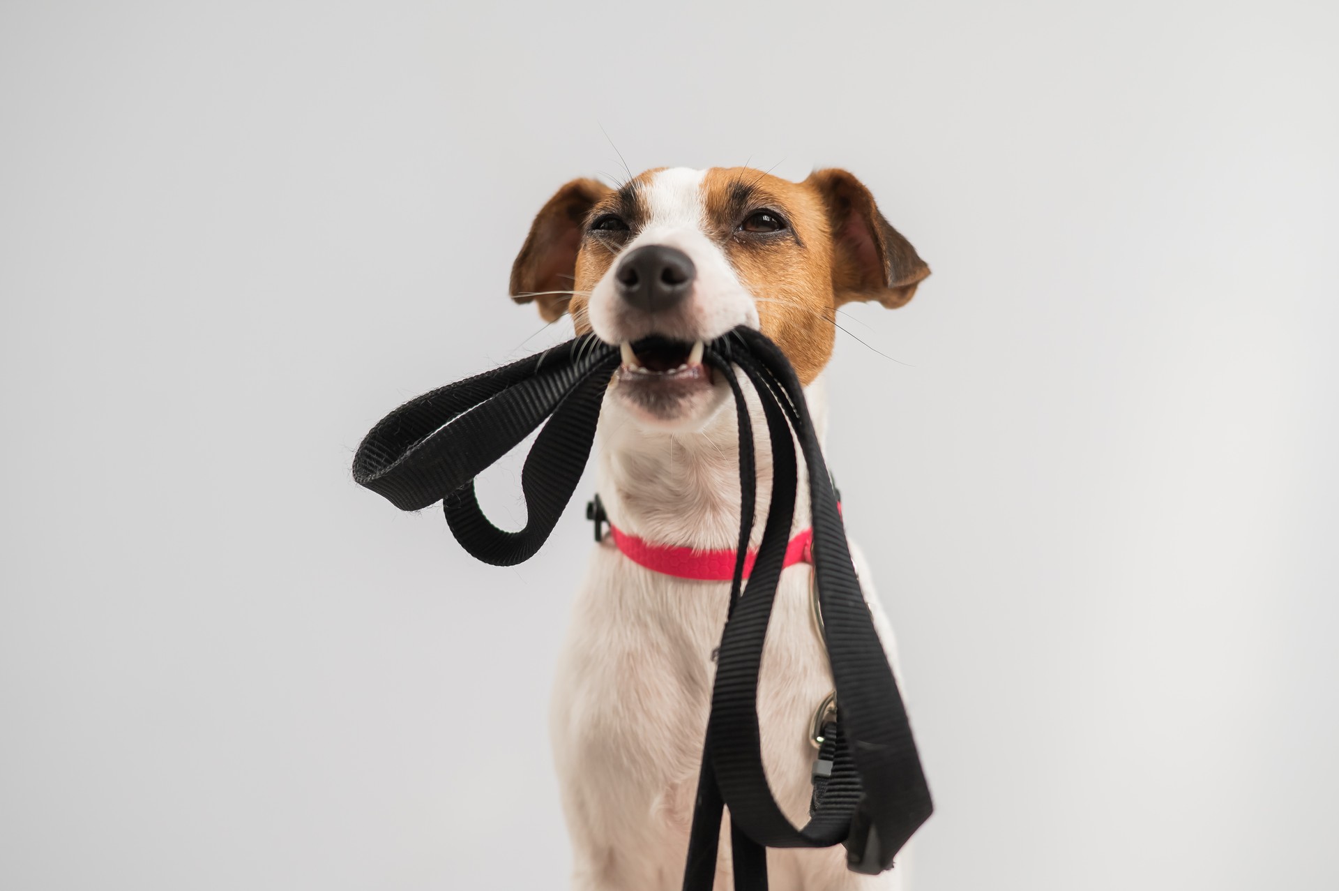 Portrait of a Jack Russell Terrier dog holding a leash on a white background.